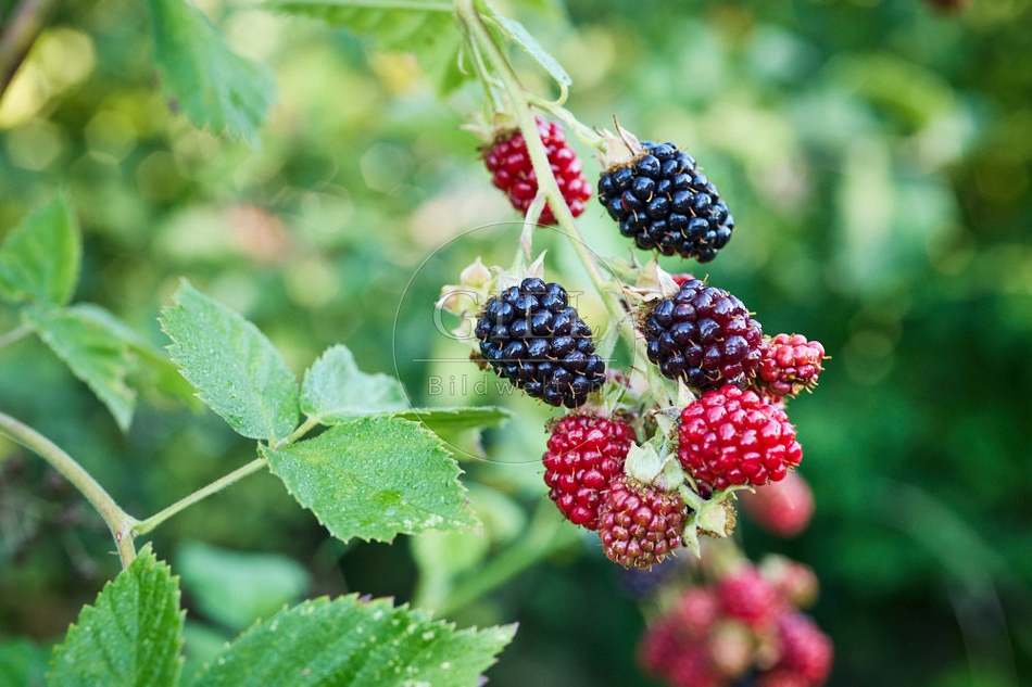 116963 Reife und unreife Brombeeren