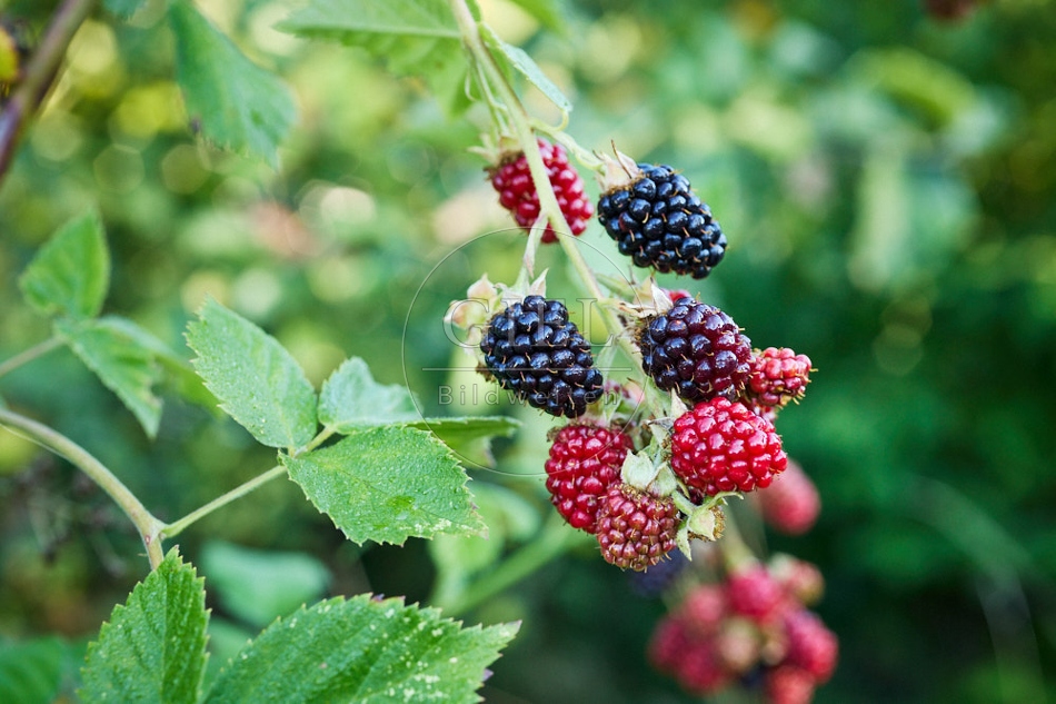 116964 Reife und unreife Brombeeren