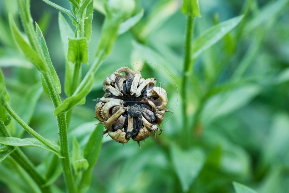 116965 Samen der Ringelblume