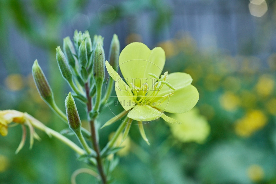 116966 Gemeine Nachtkerze, Blüte