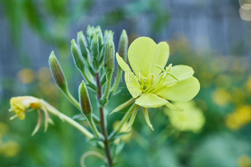 116967 Gemeine Nachtkerze, Blüte