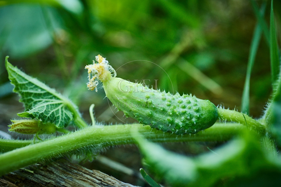 116968 Gruke, Fruchtansatz