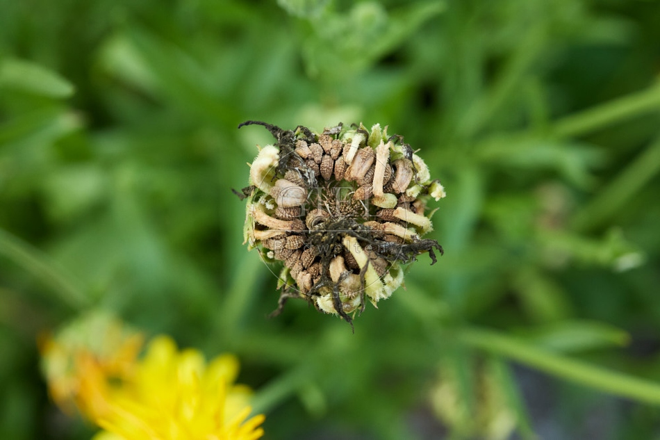 116969 Samen der Ringelblume