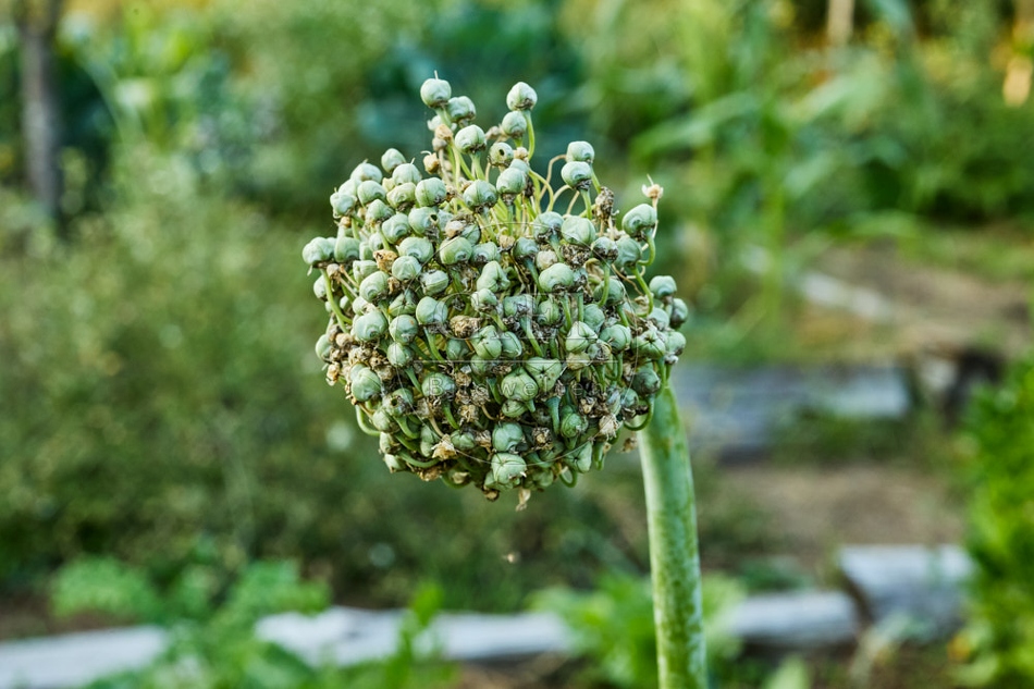 116971 Samenstand einer Speisezwiebel
