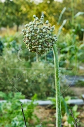 116972 Samenstand einer Speisezwiebel