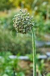 116973 Samenstand einer Speisezwiebel