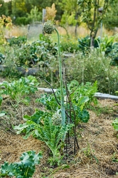 116974 Samenstand einer Speisezwiebel