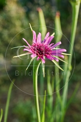 116975 Blüte der Haferwurzel