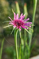 116976 Blüte der Haferwurzel