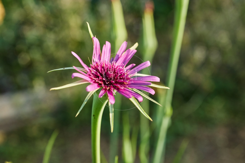 116977 Blüte der Haferwurzel