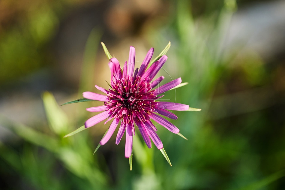 116978 Blüte der Haferwurzel