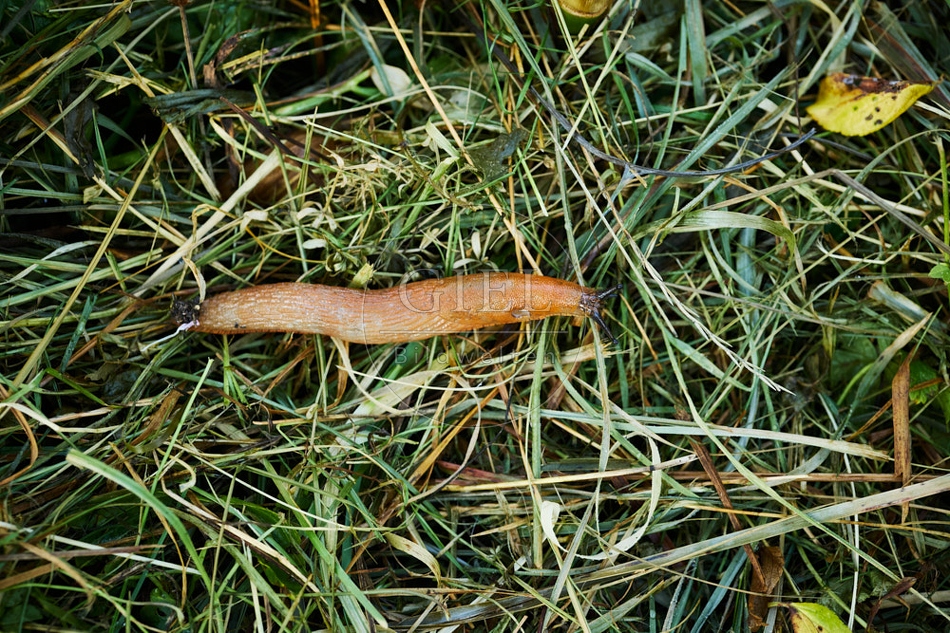 116981 Nacktschnecke im Garten auf Mulch