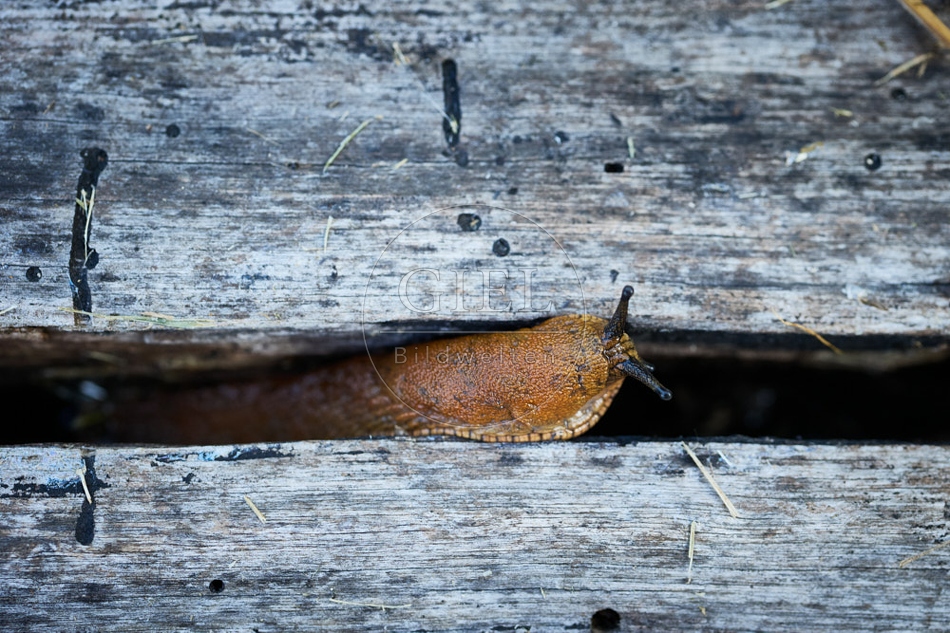 116982 Nacktschnecke im Garten