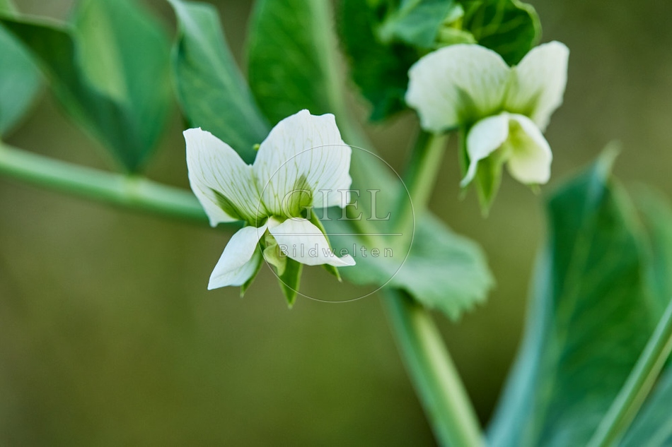 116983 Blüte der Zuckererbse