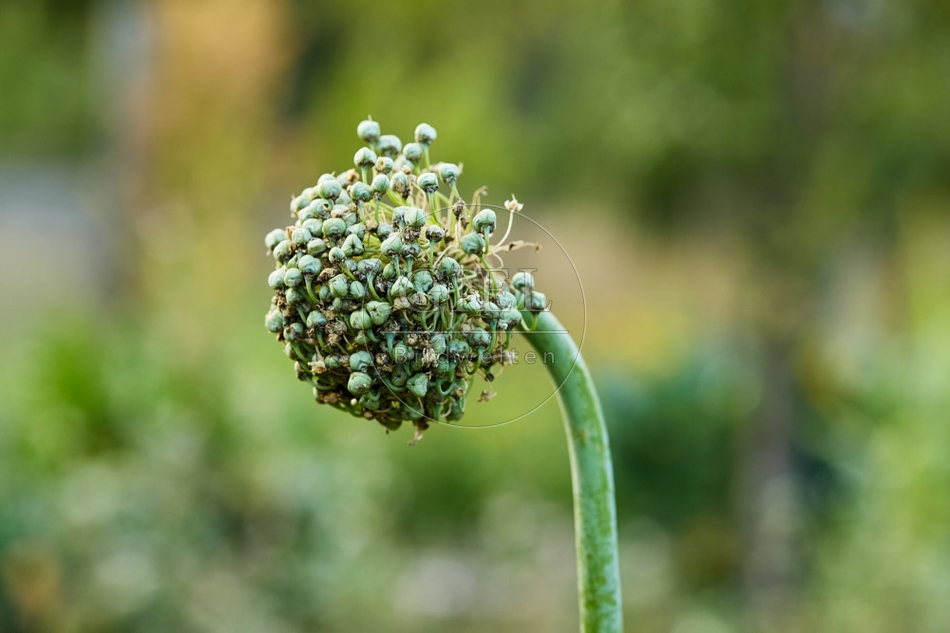 116984 Samenstand einer Speisezwiebel