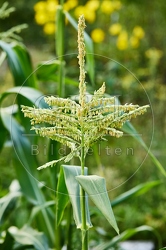 116985 Blüte des Zuckermais