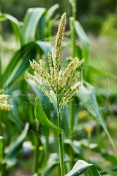 116986 Blüte des Zuckermais