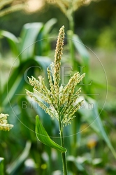 116987 Blüte des Zuckermais