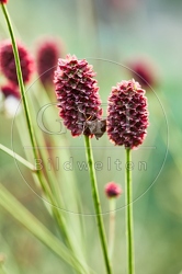 116988 Großer Wiesenknopf, Blüte und Lederwanze