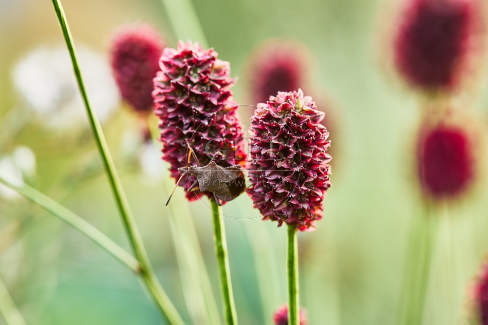116989 Großer Wiesenknopf, Blüte und Lederwanze