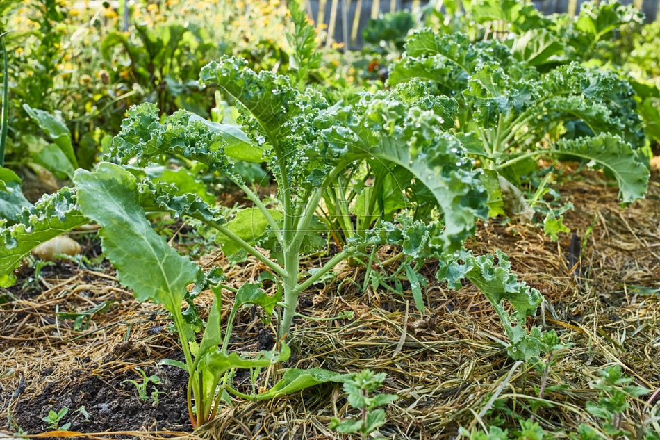 116990 Grünkohl und Weiße Bete