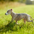 117005 Whippet, Welpe