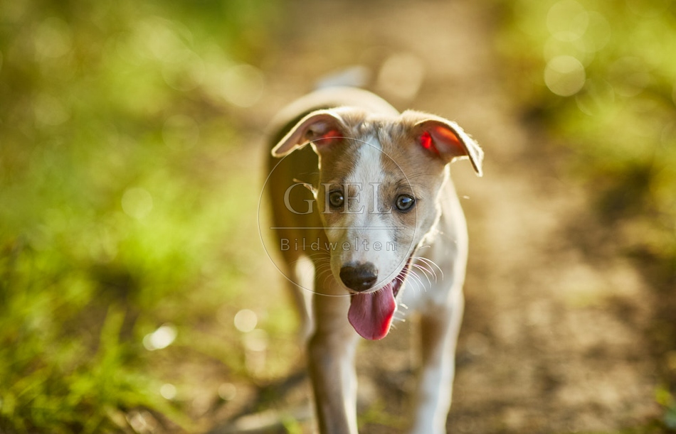 117006 Whippet, Welpe