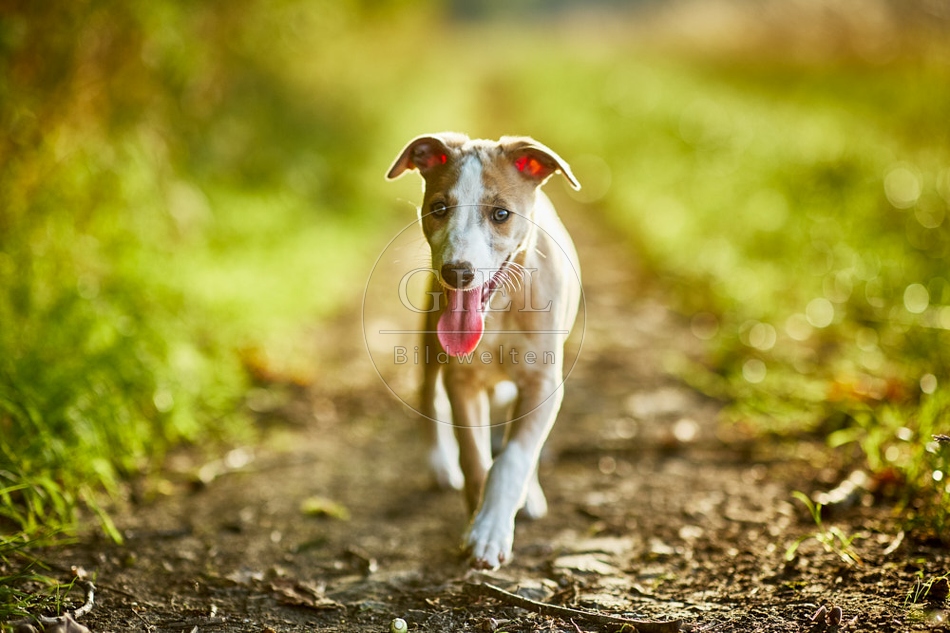 117007 Whippet, Welpe