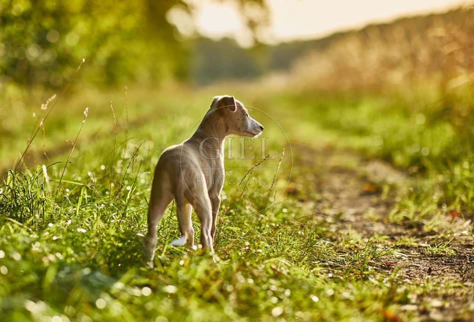 117008 Whippet, Welpe