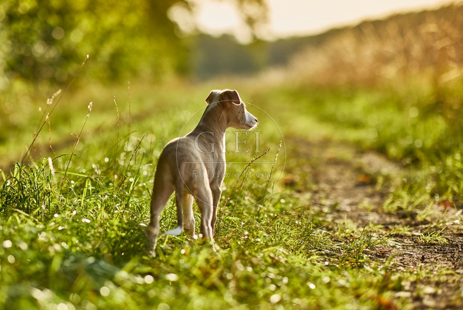 117009 Whippet, Welpe