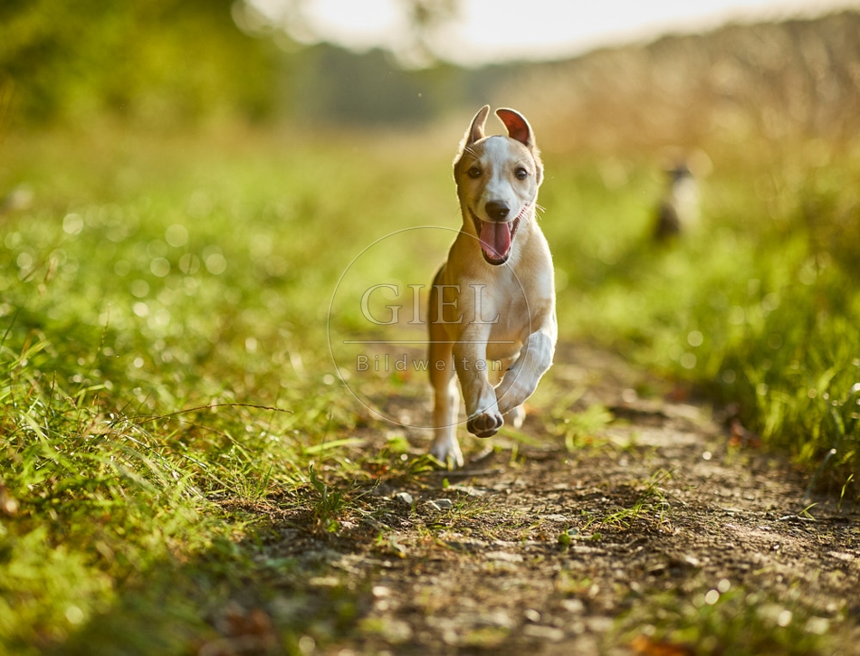 117010 Whippet, Welpe