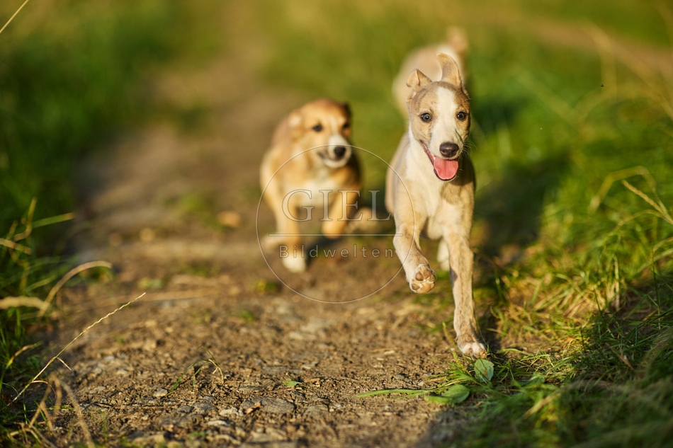 117011 Whippet, Welpe