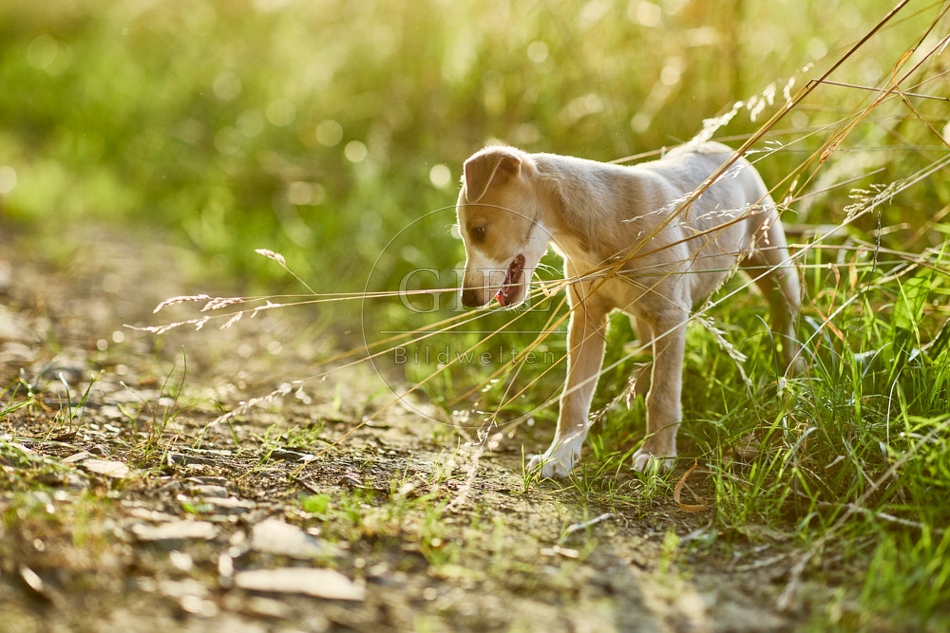 117012 Whippet, Welpe