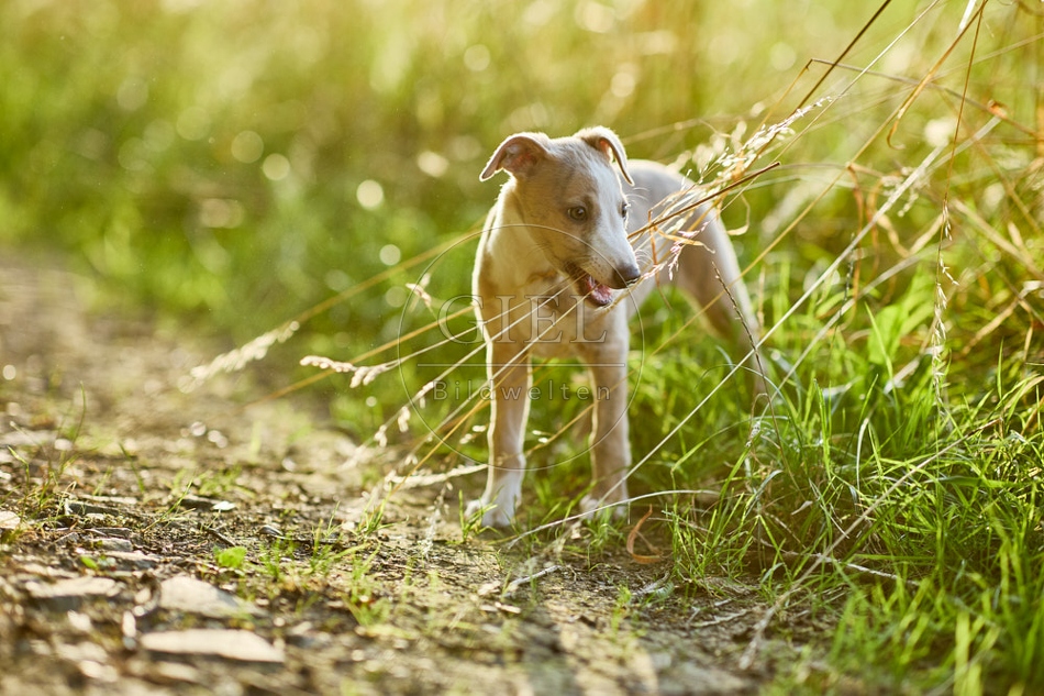 117013 Whippet, Welpe