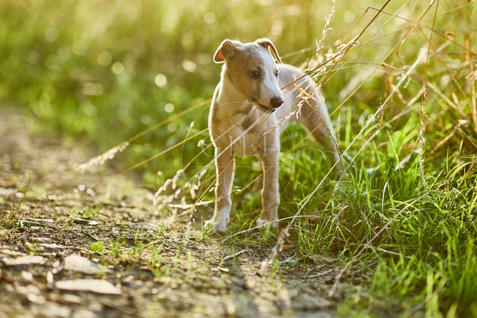 117014 Whippet, Welpe