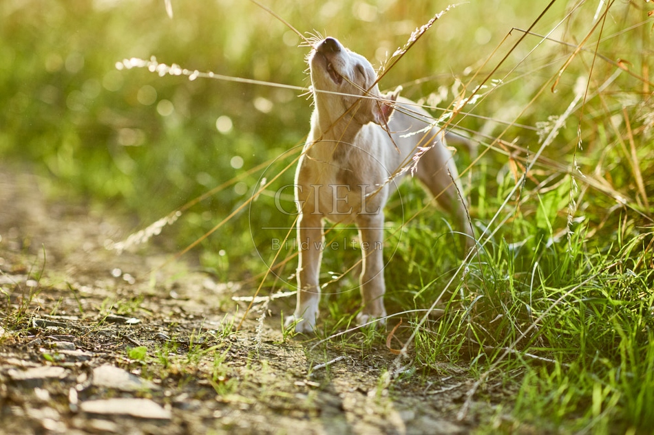 117015 Whippet, Welpe