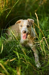 117016 Whippet, Welpe