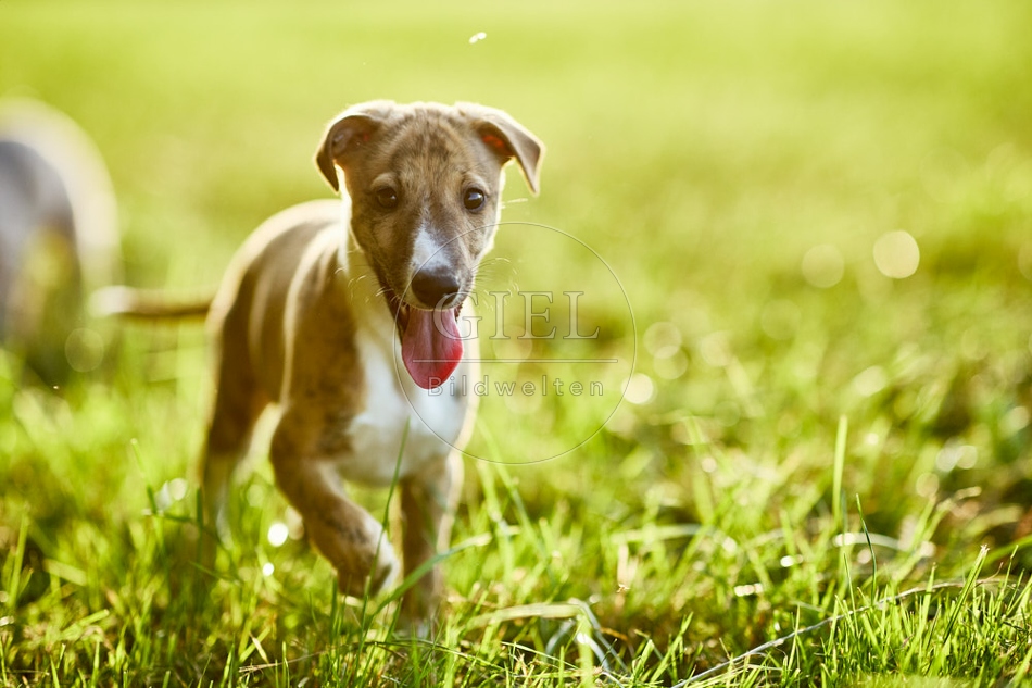 117017 Whippet, Welpe