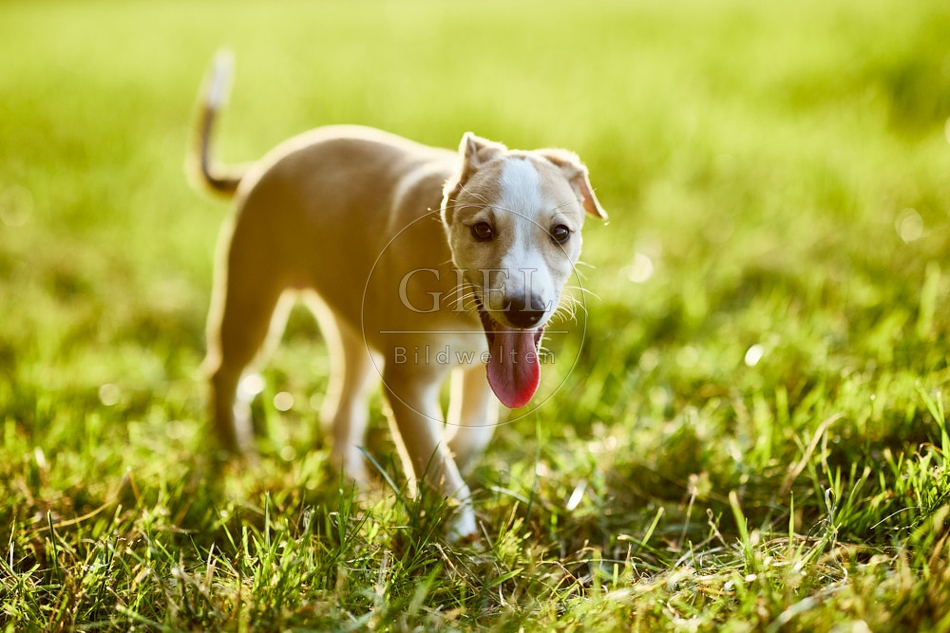 117018 Whippet, Welpe