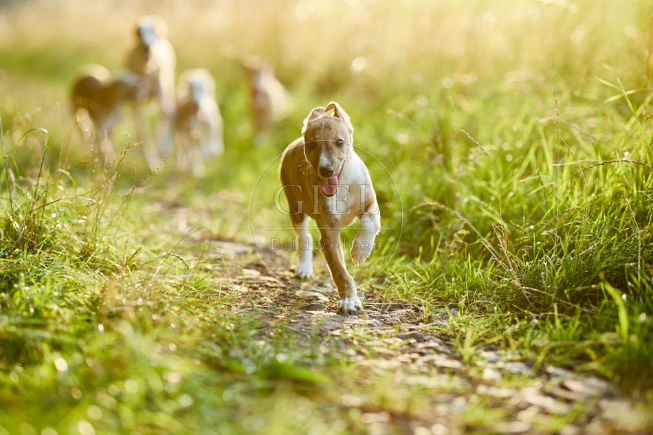 117019 Whippet, Welpe