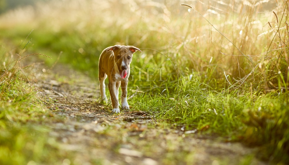117020 Whippet, Welpe