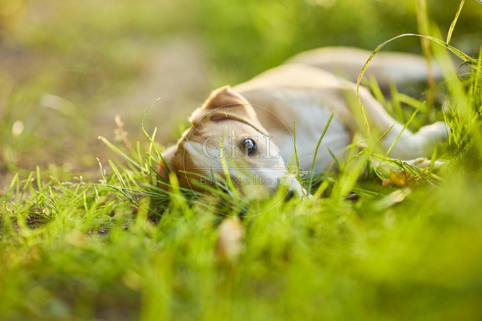 117021 Whippet, Welpe