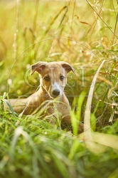 117022 Whippet, Welpe