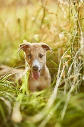 117023 Whippet, Welpe