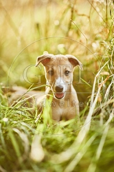 Whippet