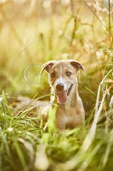 117025 Whippet, Welpe