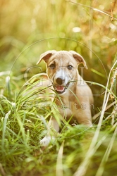 117026 Whippet, Welpe