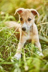 117027 Whippet, Welpe