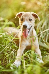 117028 Whippet, Welpe
