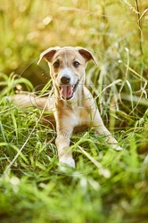 117029 Whippet, Welpe